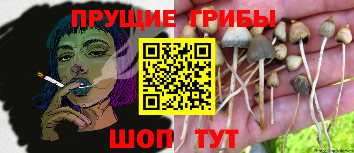 купить наркотик  Псилоцибиновые грибы мицелий  Мценск  Вход с VPN  Псилоцибиновые грибы Magic Shrooms 